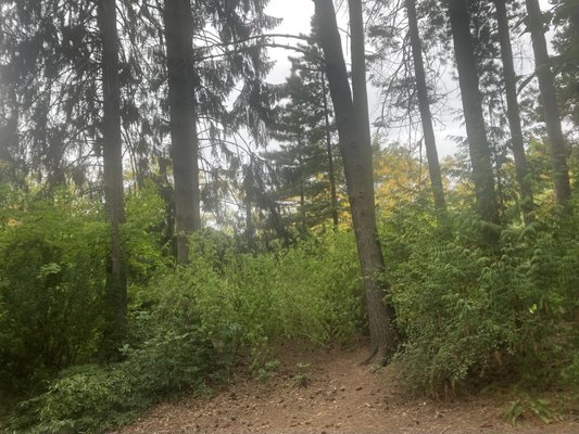 Woodland Park by null