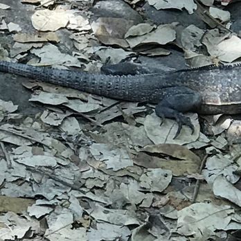 Hotel Casa Cupula - I saw this dude a few times during my stay. - Hotels Near Me - Puerto Vallarta, JAL