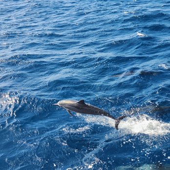 Blue Dolphin Charters - Boating Near Me - Eleele, Hawaii