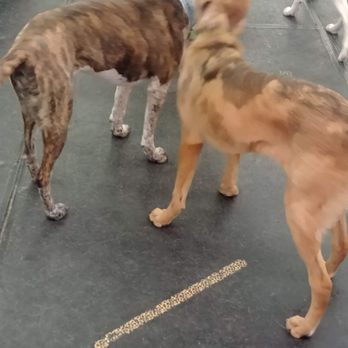 Alpha Dogs - Alph a dogs - Pet Sitting Near Me - Spokane, Washington
