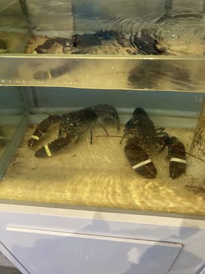 Le Bocal de la poissonnerie des halles by null