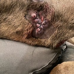 Smiles & Cries Rescue Society - Here is a photo of what Bella did to our dog