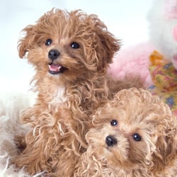 Chapman's Dog Grooming - A couple of our babies