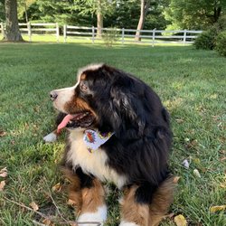 Milford Dog Grooming Salon