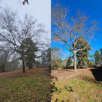 Tier One Tree Care - Before and After. - Tree Services Near Me Tier One Tree Care - Before and After. - Tree Services Near Me