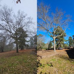 Tier One Tree Care - Before and After.