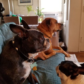A Pet's Delight - Pet Sitting Near Me A Pet's Delight - Pet Sitting Near Me