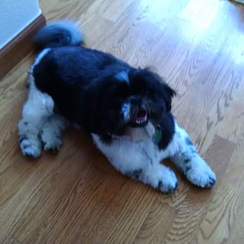 JK Grooming - Zeus looking snazzy after Jen trimmed him up. - Pet Groomers Near Me - Denver, Colorado