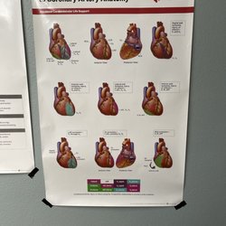 Coronary Artery Anatomy