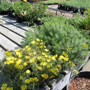 Windmill Nursery - Landscaping beauty - Nurseries & Gardening Near Me - Buellton, California