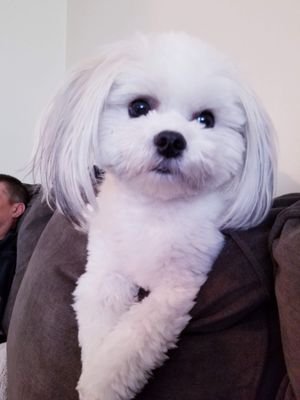 希少　サイン入り　REIGNING CATS & DOGS REIGNING CATS & DOGS - Updated May 2026 - 168 Photos & 28 Reviews