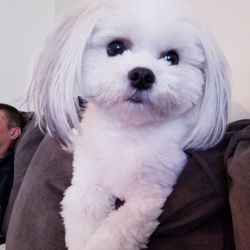 Reigning Cats & Dogs - Connor - After 1 of hundreds and more grooming appts