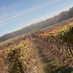 Terra Nonno Vineyard & Winery - The actual vineyard