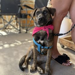 Woof'n Rose Winery and Vineyard - Millie enjoyed the tasting too