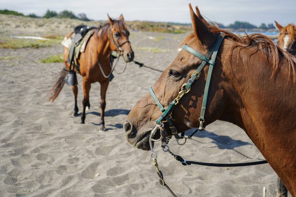 RICOCHET RIDGE RANCH - 161 Photos & 169 Reviews - 24201 N Hwy 1, Fort ...