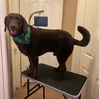 CLB Bath & Blowouts - Pet Groomers Near Me - Phoenix, Arizona