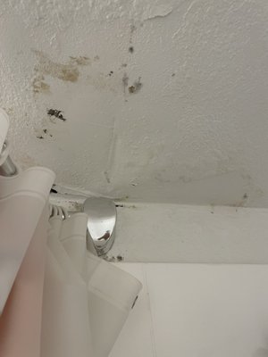 Trolley Palm by null