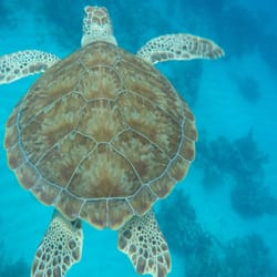 Dive Duck Key