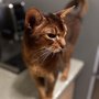 Photo of Charlotte Metro Pet Group