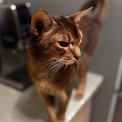 Charlotte Metro Pet Group - Kitty Cat Client