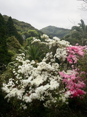 Tatsumaki Jigoku by null