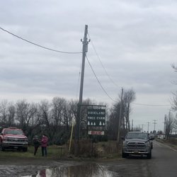 Dixieland Tree Farm
