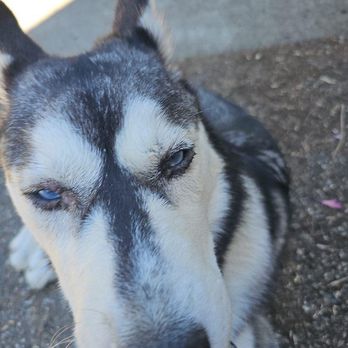 Nitro K-9 - From Nitro, saying our puppy had a swollen eye. This is an infected eye. - Pet Training Near Me - Bothell, Washington