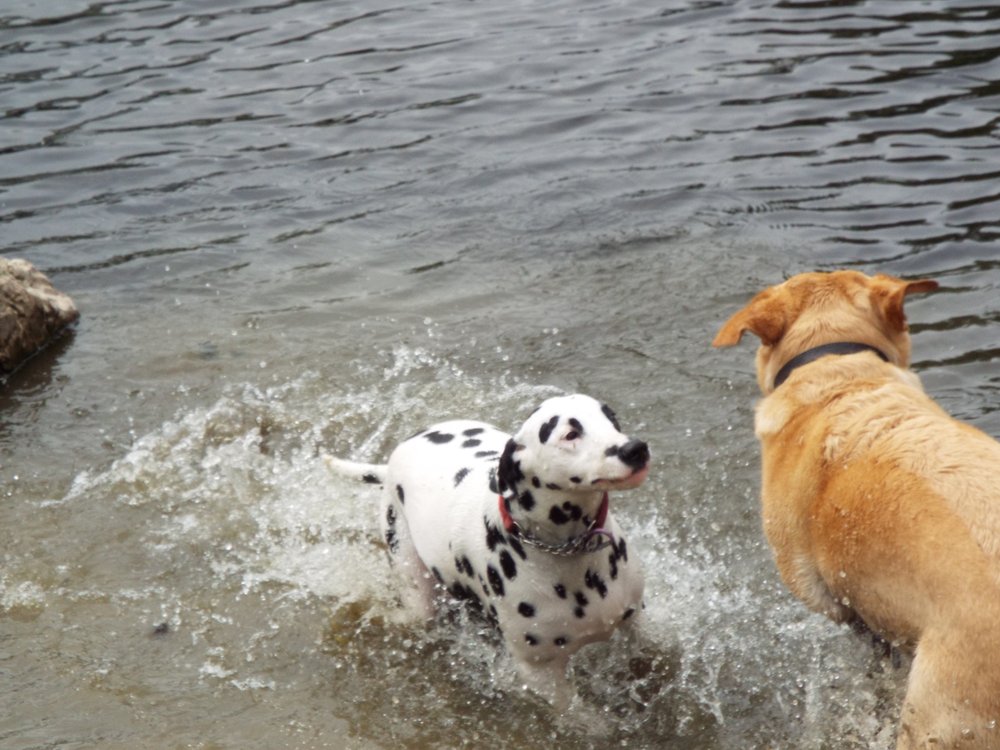 THE PET CARE PEOPLE Equestrian House, Telford, United Kingdom Dog