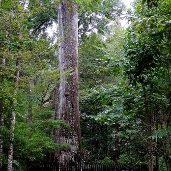 Big Tree Park - Lady Liberty. - Parks Near Me - Longwood, Florida