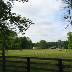 StoneRidge Stables - Pasture one with 6 horses, the driveway going to the tobacco barn, the indoor arena & a lean two in the back ground..