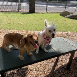 Kolowalu Dog Park