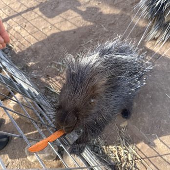 Ghost Ranch Exotics and Funny Foot Farm - Attraction Farms Near Me - Marana, Arizona Ghost Ranch Exotics and Funny Foot Farm - Attraction Farms Near Me - Marana, Arizona