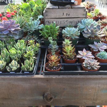 Gardenville Blooms - Nurseries & Gardening Near Me - West Seneca, New York