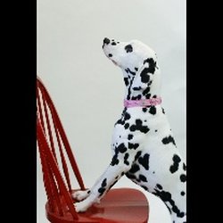 Animal Clinic Of Union