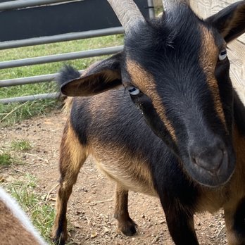 Maymont - Goat - Parks Near Me - Richmond, Virginia Maymont - Goat - Parks Near Me - Richmond, Virginia
