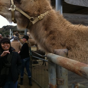 Oasis Camel Dairy - Attraction Farms Near Me - Ramona, California Oasis Camel Dairy - Attraction Farms Near Me - Ramona, California