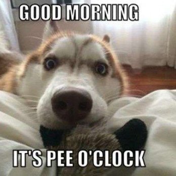 PetSmart Dog Training - Pet Stores Near Me - Round Rock, Texas PetSmart Dog Training - Pet Stores Near Me - Round Rock, Texas