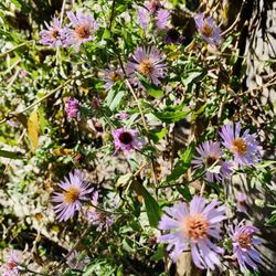 Cay Creek Wetlands Interpretive Center - Flowers