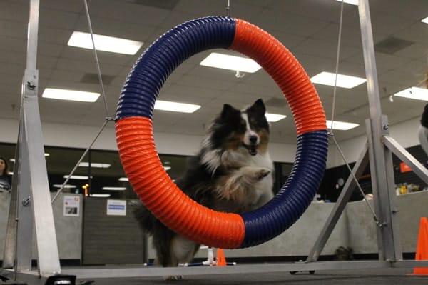 ZOOM ROOM DOG TRAINING - Updated June 2024 - 188 Photos & 96 Reviews
