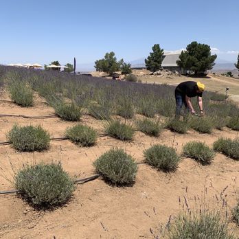 Blue Barn Lavender Farm - Pick Your Own Farms Near Me - Sage, California