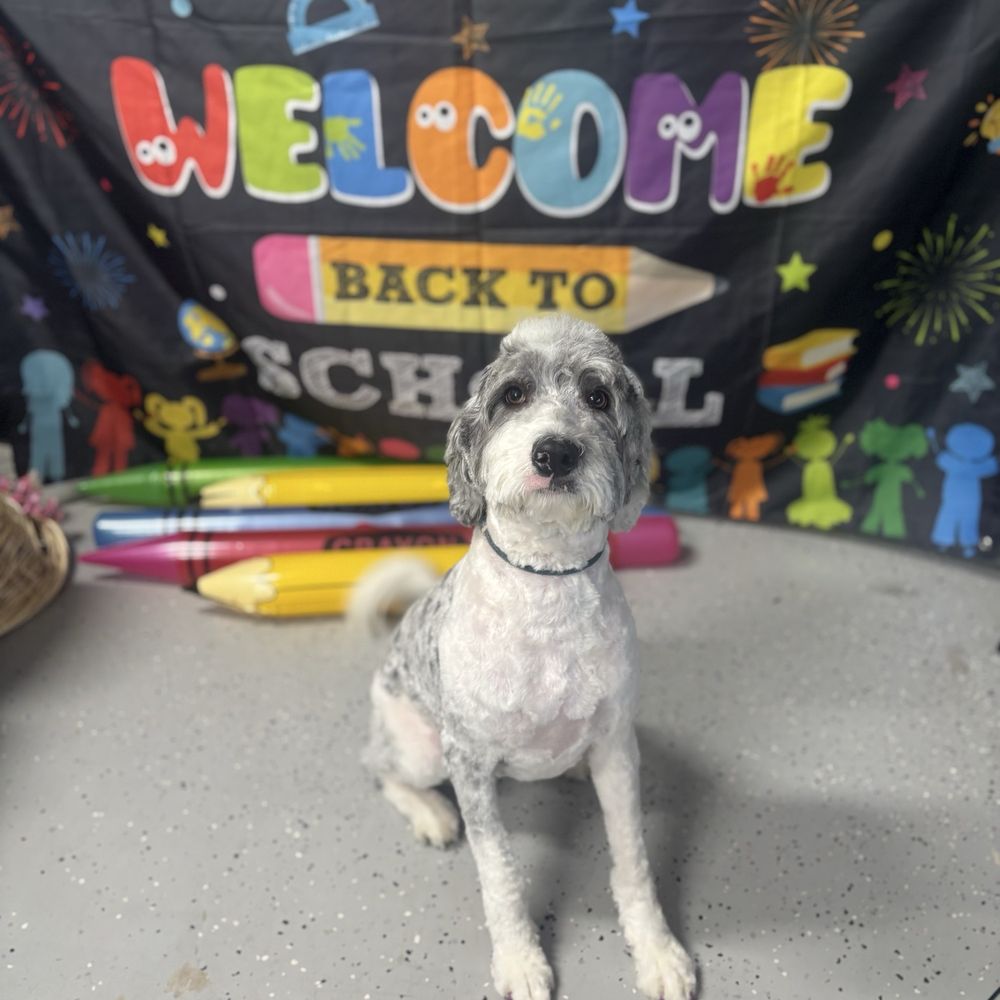 Good Fluffin’ Grooming - Back to school for Ruby - Pet Groomers Near Me - Riverside, California Good Fluffin’ Grooming - Back to school for Ruby - Pet Groomers Near Me - Riverside, California