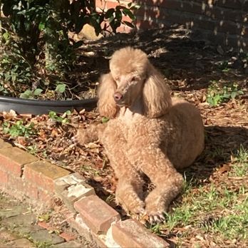 Elite Pet Resort - This is Duncan following his spa day. - Pet Groomers Near Me - Beaumont, Texas Elite Pet Resort - This is Duncan following his spa day. - Pet Groomers Near Me - Beaumont, Texas