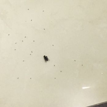 Sandos Playacar - Bugs on floor and sink - Hotels Near Me - Playacar, ROO