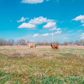 Zena Suri Alpacas - the baby alpacas - Knitting Supplies Near Me - Jay, Oklahoma