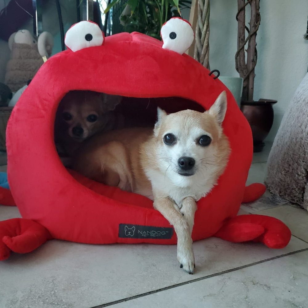 Paws 2 Care Coalition - Hello! - Animal Shelters Near Me - Hollywood, Florida