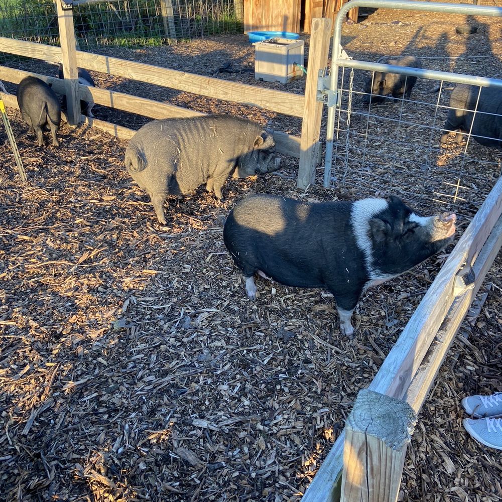 Oinking Acres Farm - Outside area with more of the pigs - Attraction Farms Near Me - Brownsburg, Indiana Oinking Acres Farm - Outside area with more of the pigs - Attraction Farms Near Me - Brownsburg, Indiana