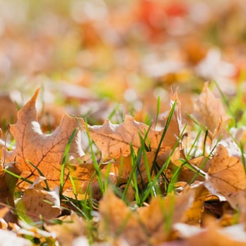 Green Keepers - a close up of leaves on the ground - Tree Services Near Me - Baton Rouge, Louisiana Green Keepers - a close up of leaves on the ground - Tree Services Near Me - Baton Rouge, Louisiana