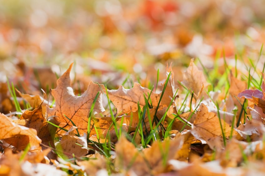 Green Keepers - tree service in Baton Rouge, LA