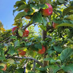 Shelburne Orchards - Honey Crisps