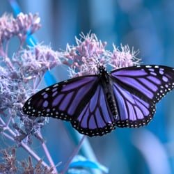 Acacia Whole Health - Make the transition to a vital life!